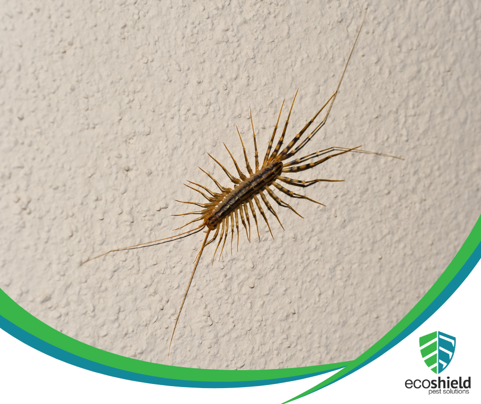 Are House Centipedes Harmful or Just Creepy?